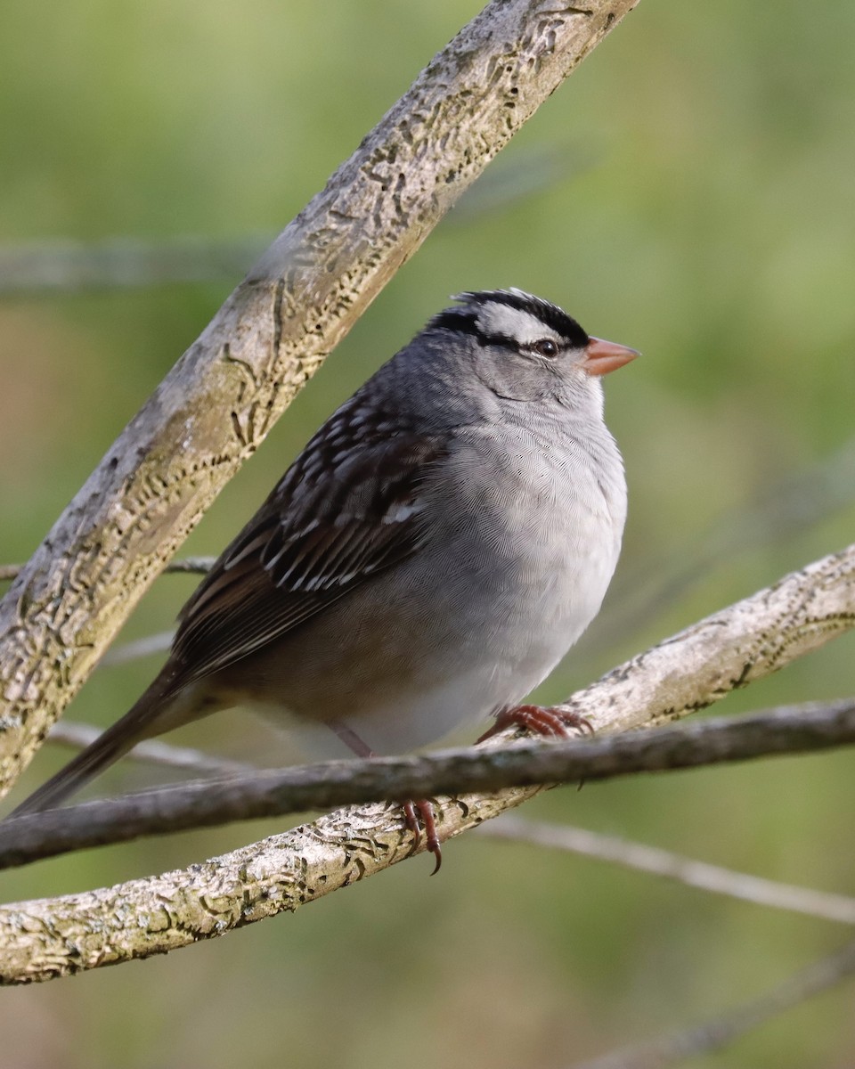 White-crowned Sparrow - Sue Kurtz