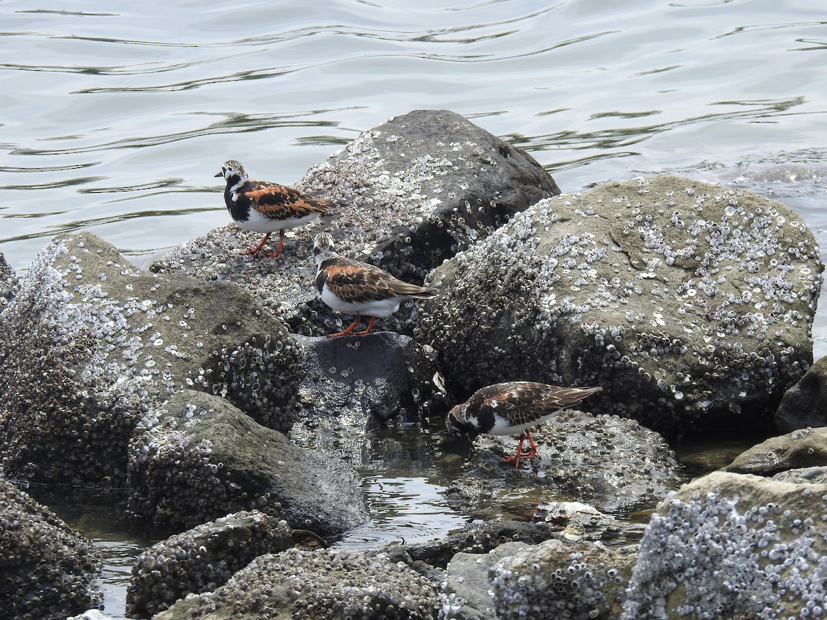 Ruddy Turnstone - Andrew Kramer