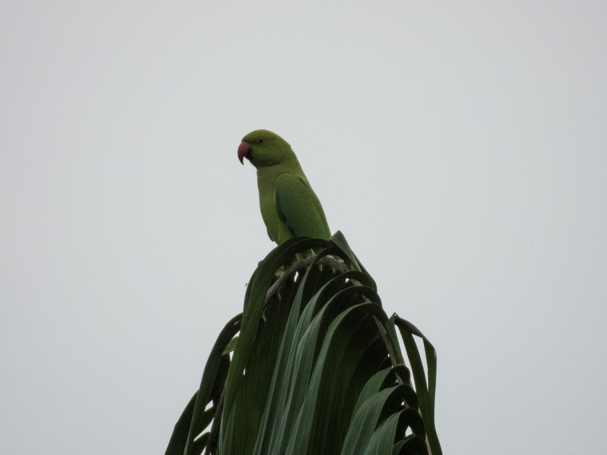 Rose-ringed Parakeet - ML619074533