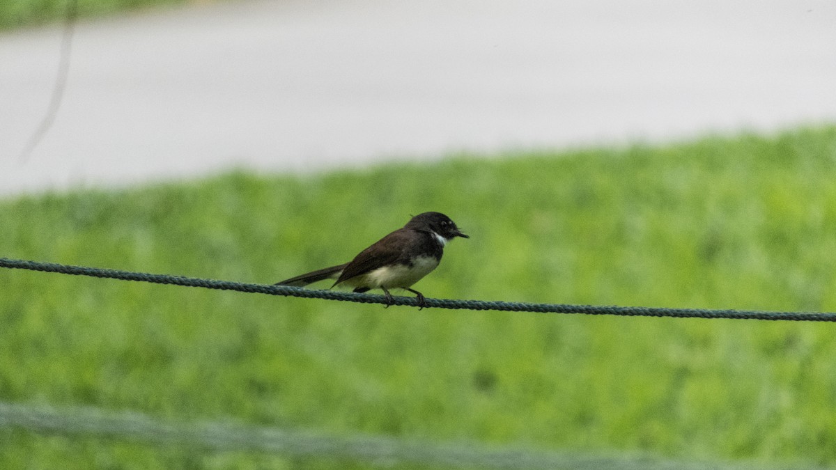 Malaysian Pied-Fantail - Jorge Juan Rueda