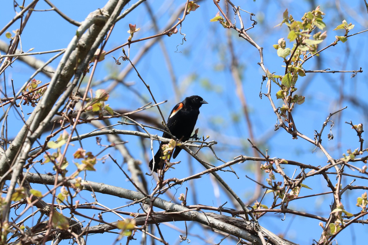 Red-winged Blackbird - ML619074556