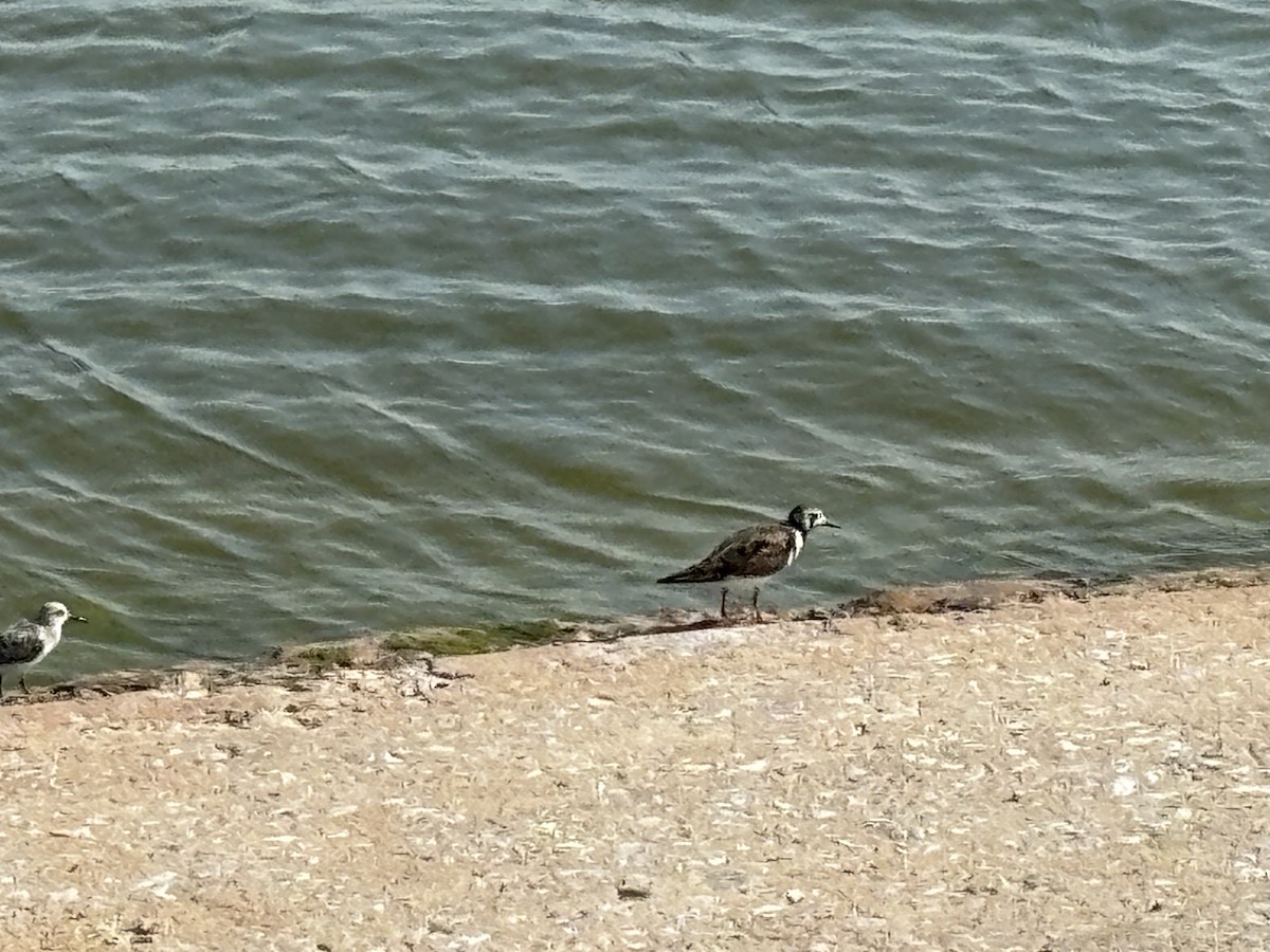 Ruddy Turnstone - ML619074574