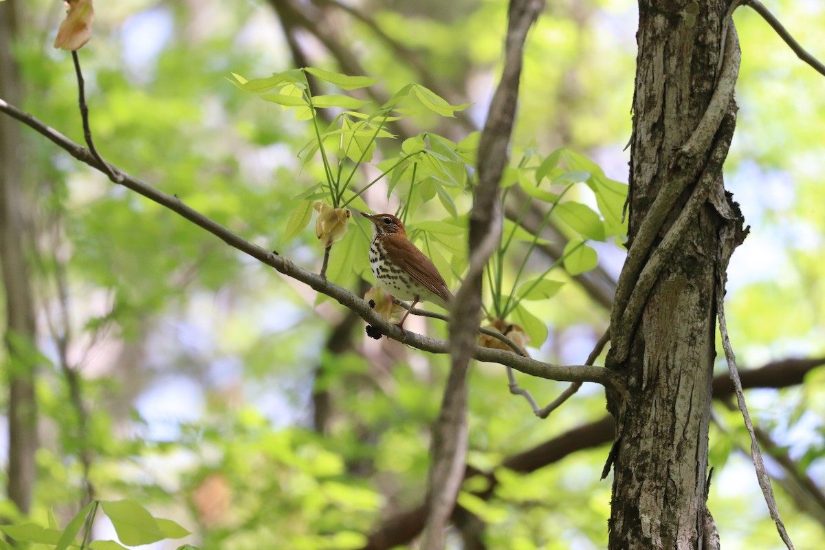 Wood Thrush - ML619074590