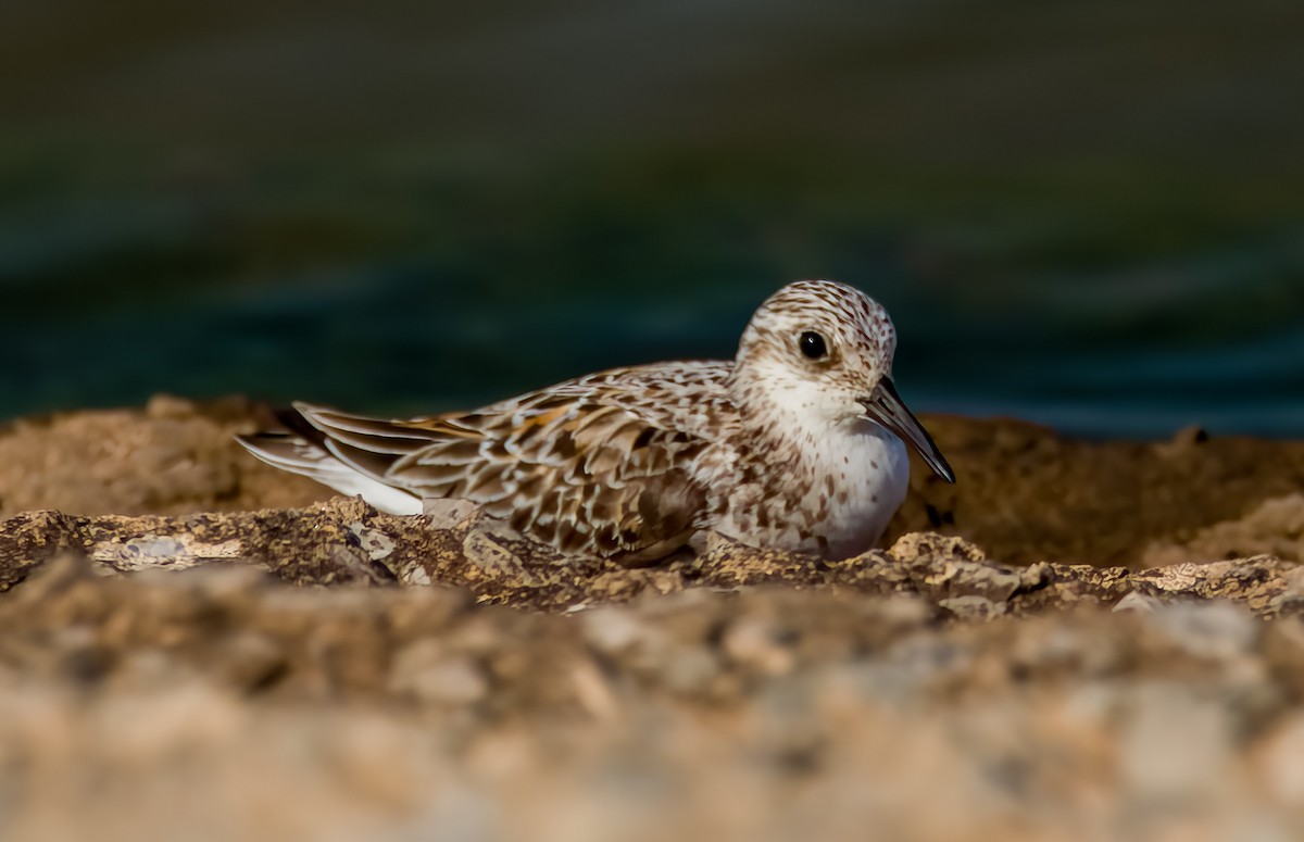 Bécasseau sanderling - ML619074595