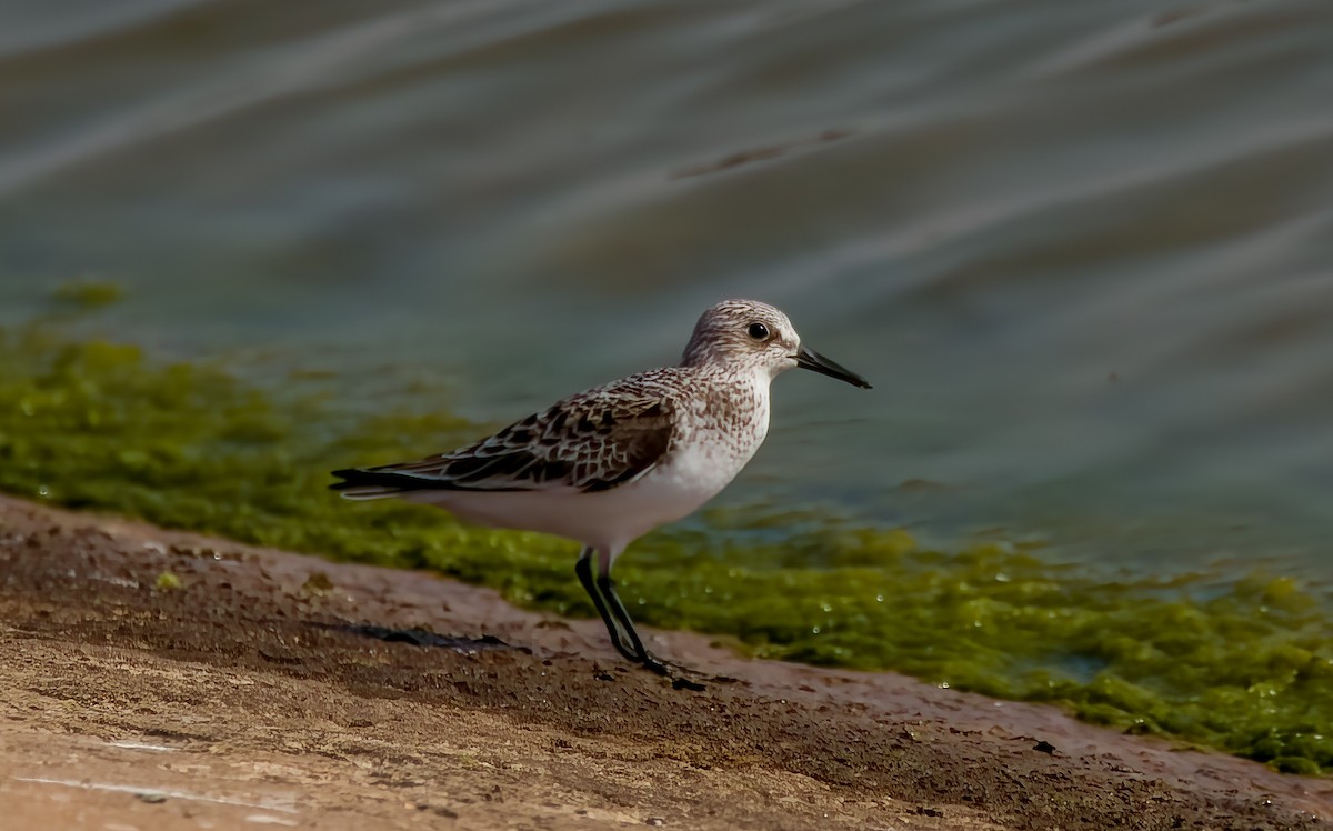 Bécasseau sanderling - ML619074596