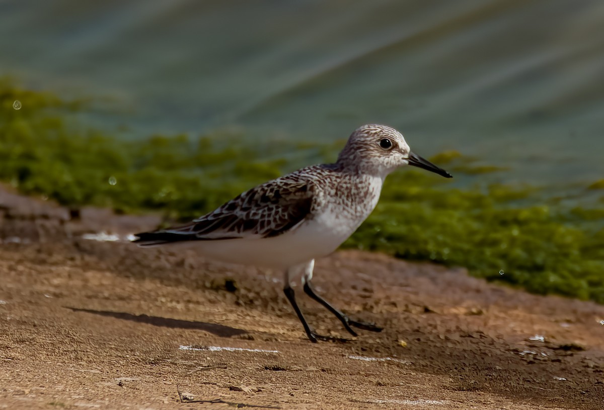 Bécasseau sanderling - ML619074597