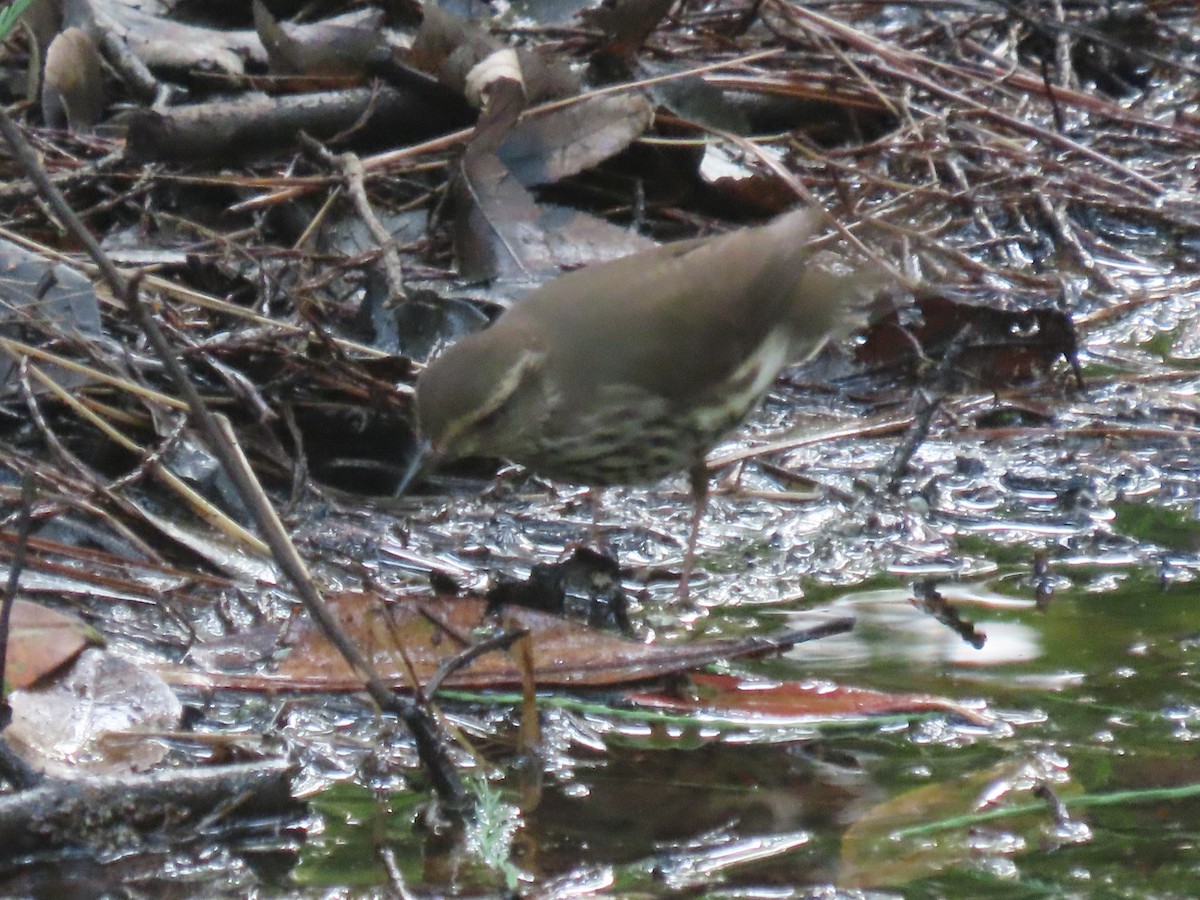 Northern Waterthrush - Jay Kauffman