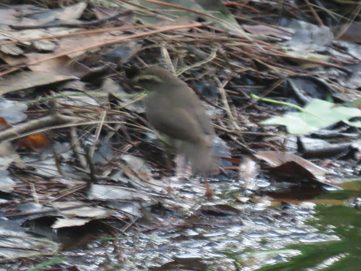 Northern Waterthrush - Jay Kauffman