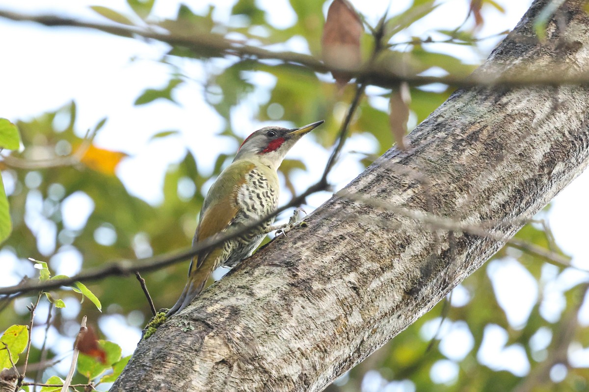 Japanese Woodpecker - ML619074630