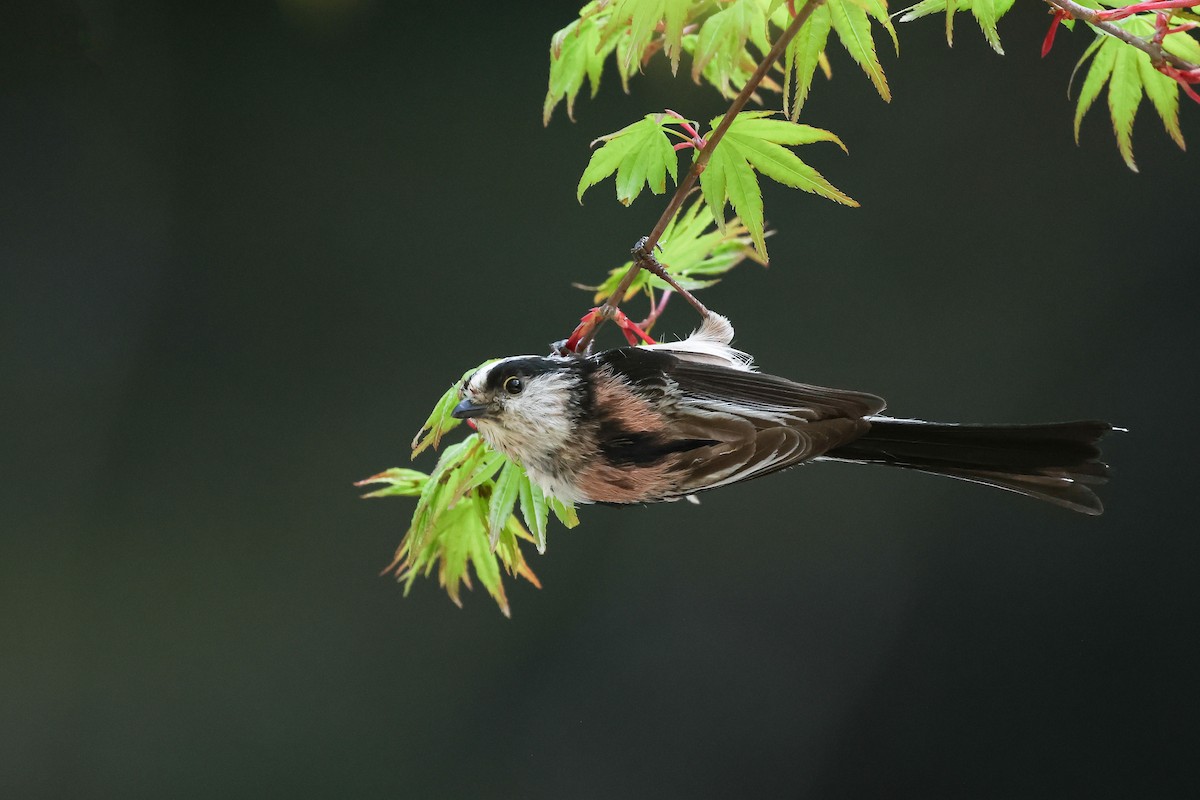 Long-tailed Tit - Amit Goldstein