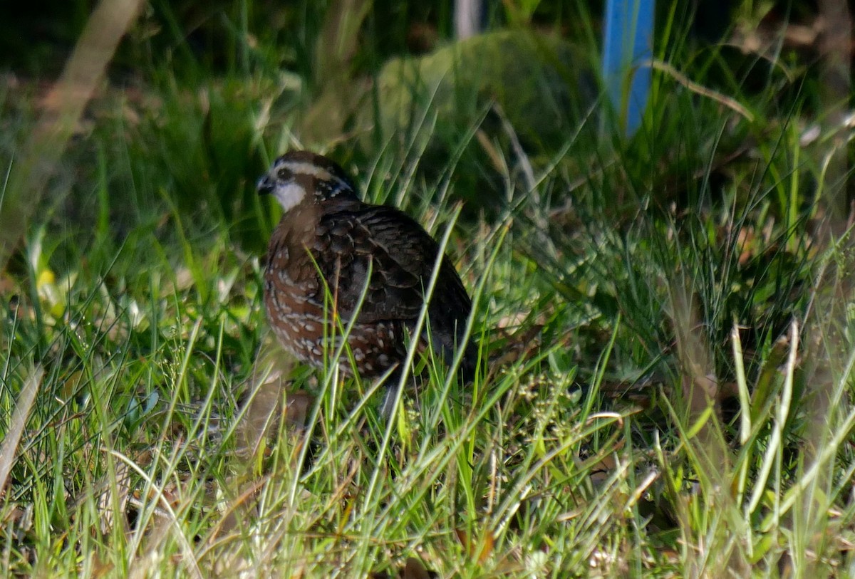 Northern Bobwhite - Rebecca Smith