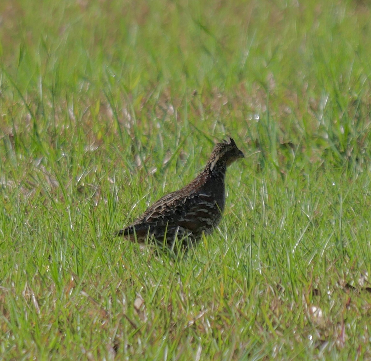 Northern Bobwhite - ML619074649