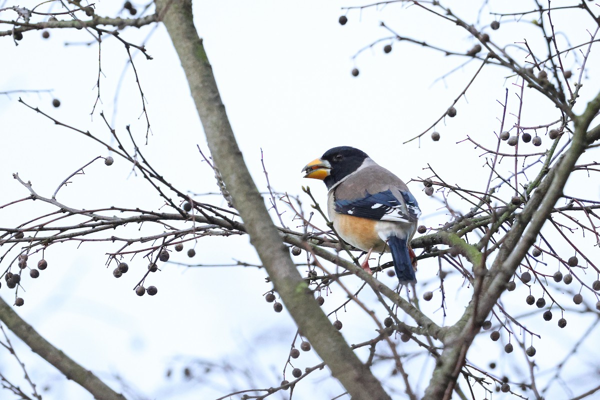 Yellow-billed Grosbeak - Amit Goldstein