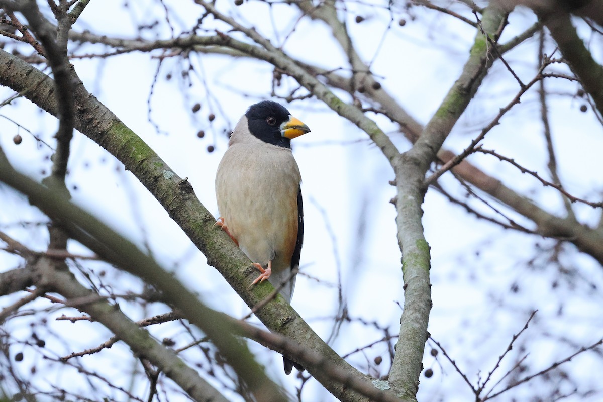 Yellow-billed Grosbeak - Amit Goldstein