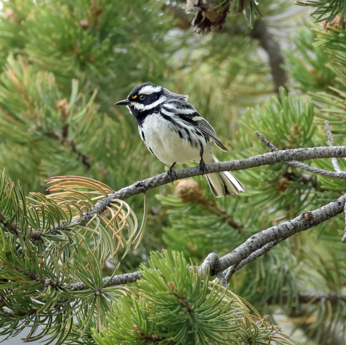 Black-throated Gray Warbler - Tina Van Dusen