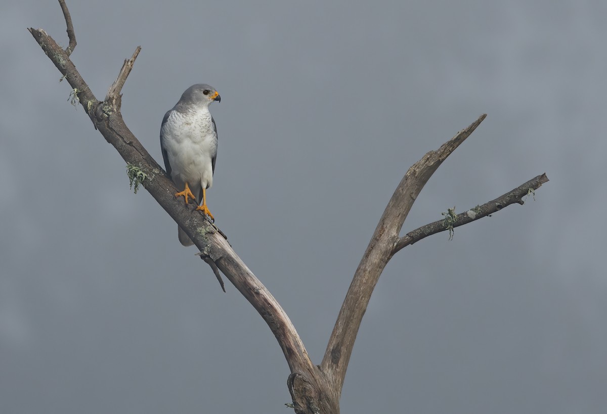 Gray Goshawk - David Ongley