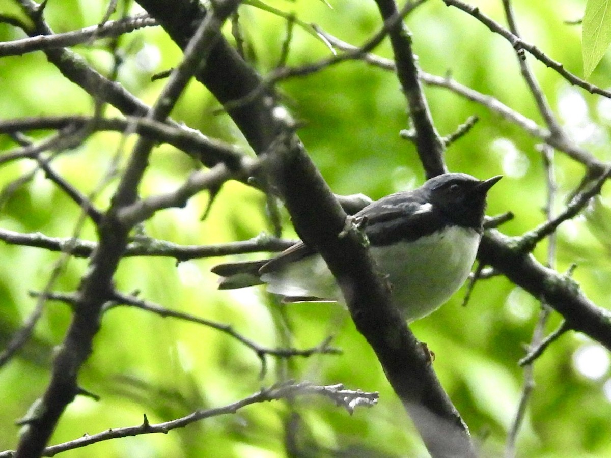 Black-throated Blue Warbler - Jayne L