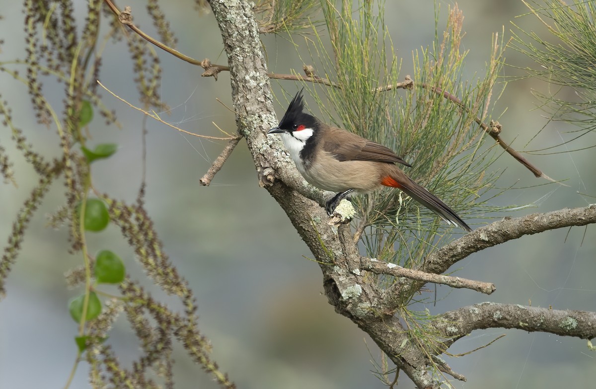 Red-whiskered Bulbul - David Ongley