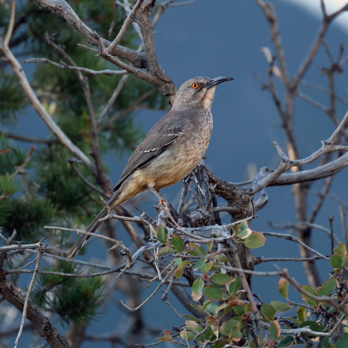 Curve-billed Thrasher - Tina Van Dusen