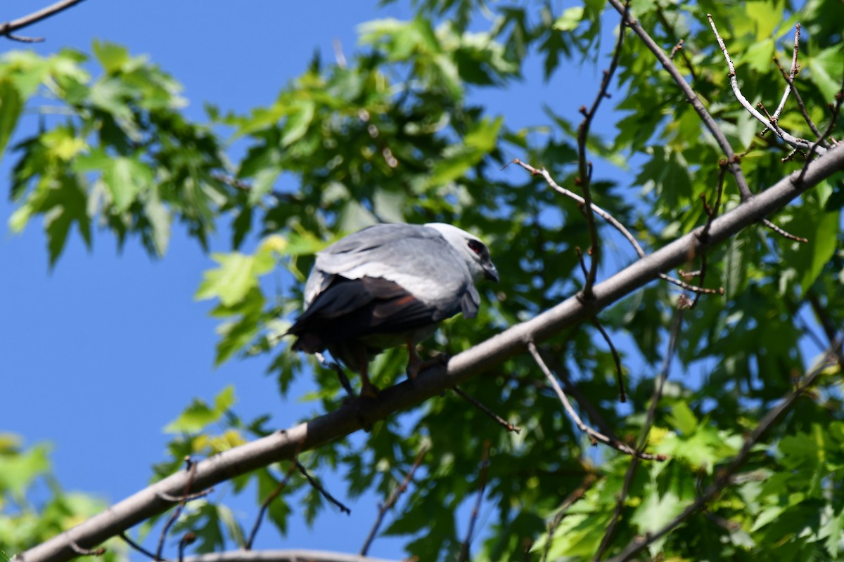 Mississippi Kite - Carmen Ricer