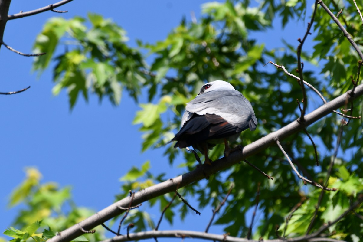 Mississippi Kite - Carmen Ricer