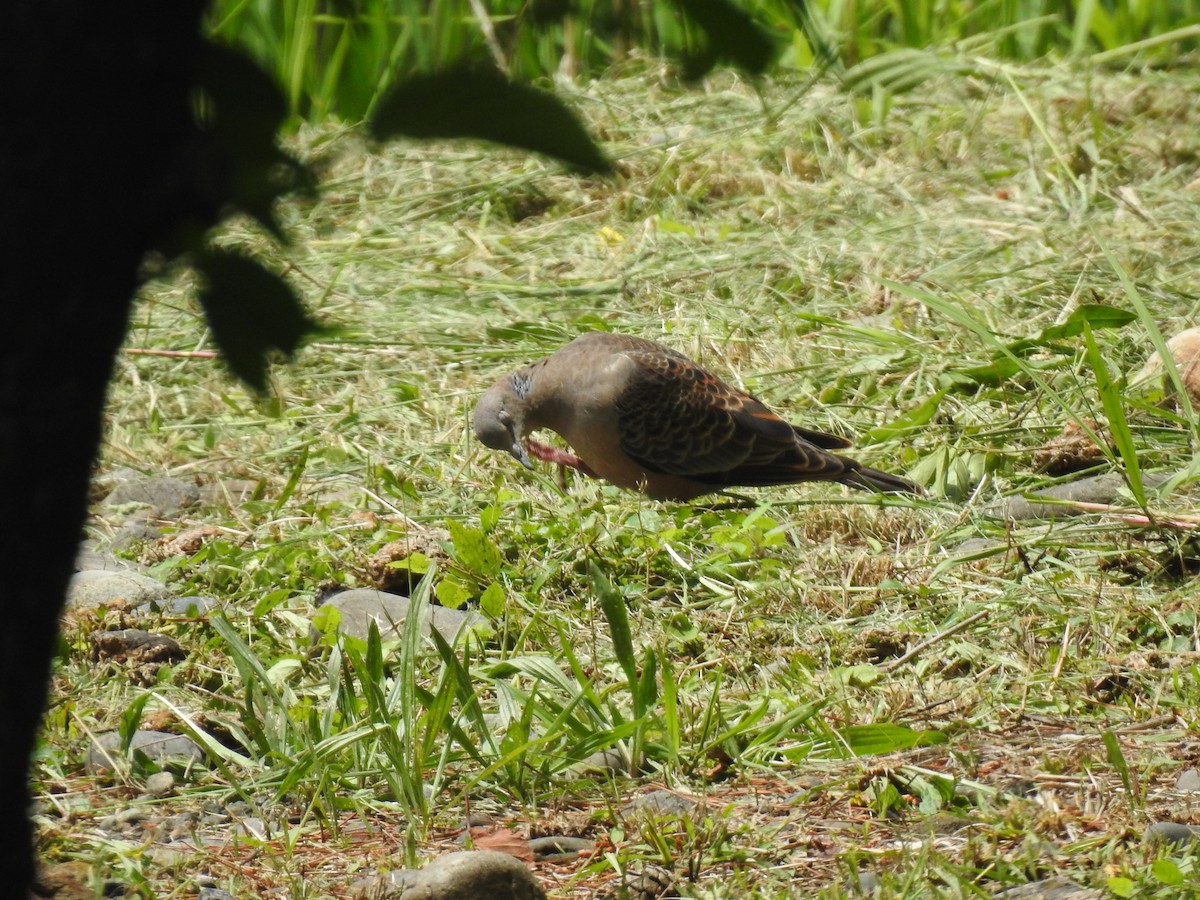 Oriental Turtle-Dove - ML619074719