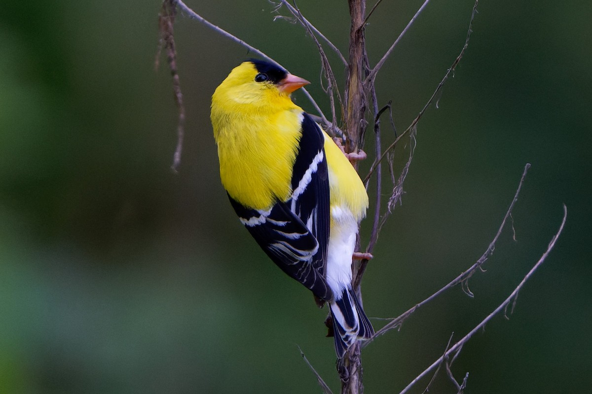 American Goldfinch - chris contakos