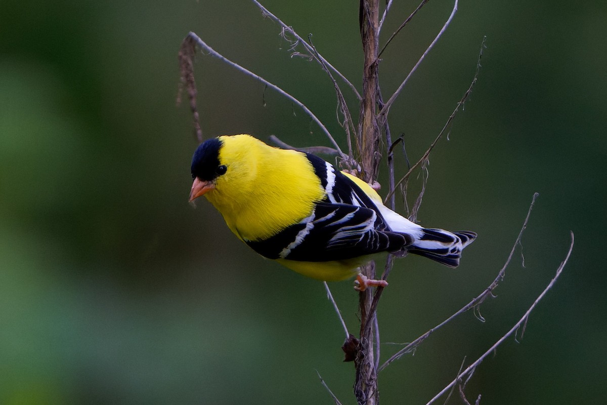 American Goldfinch - ML619074726