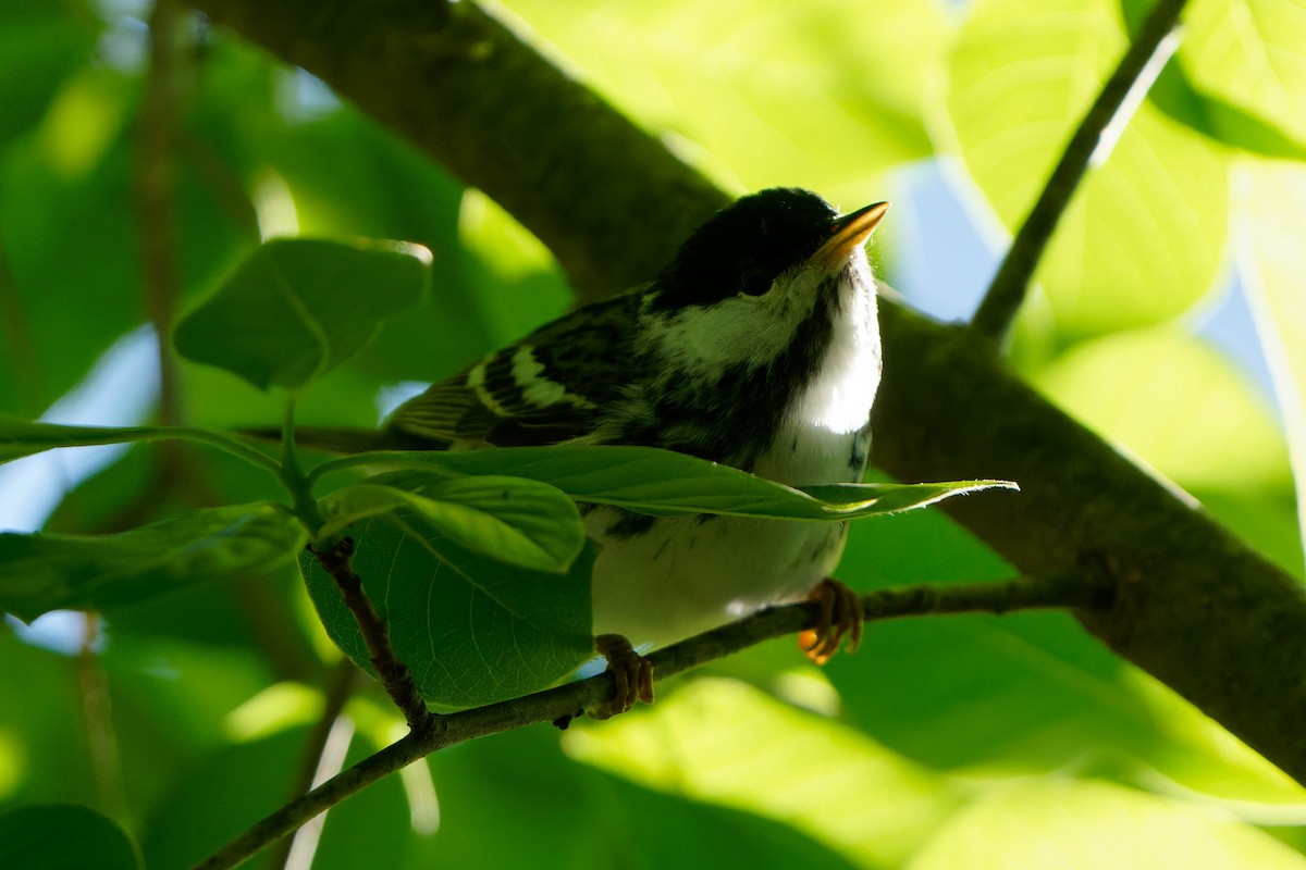 Blackpoll Warbler - ML619074730