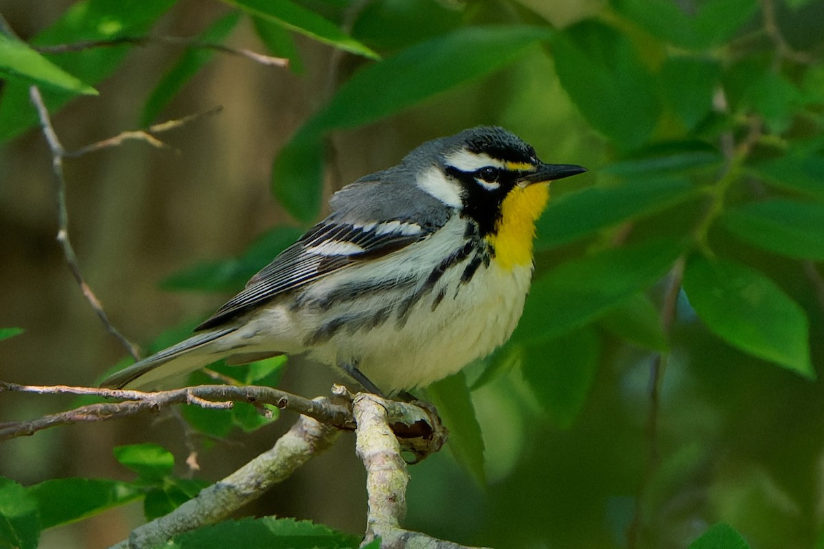 Yellow-throated Warbler - chris contakos