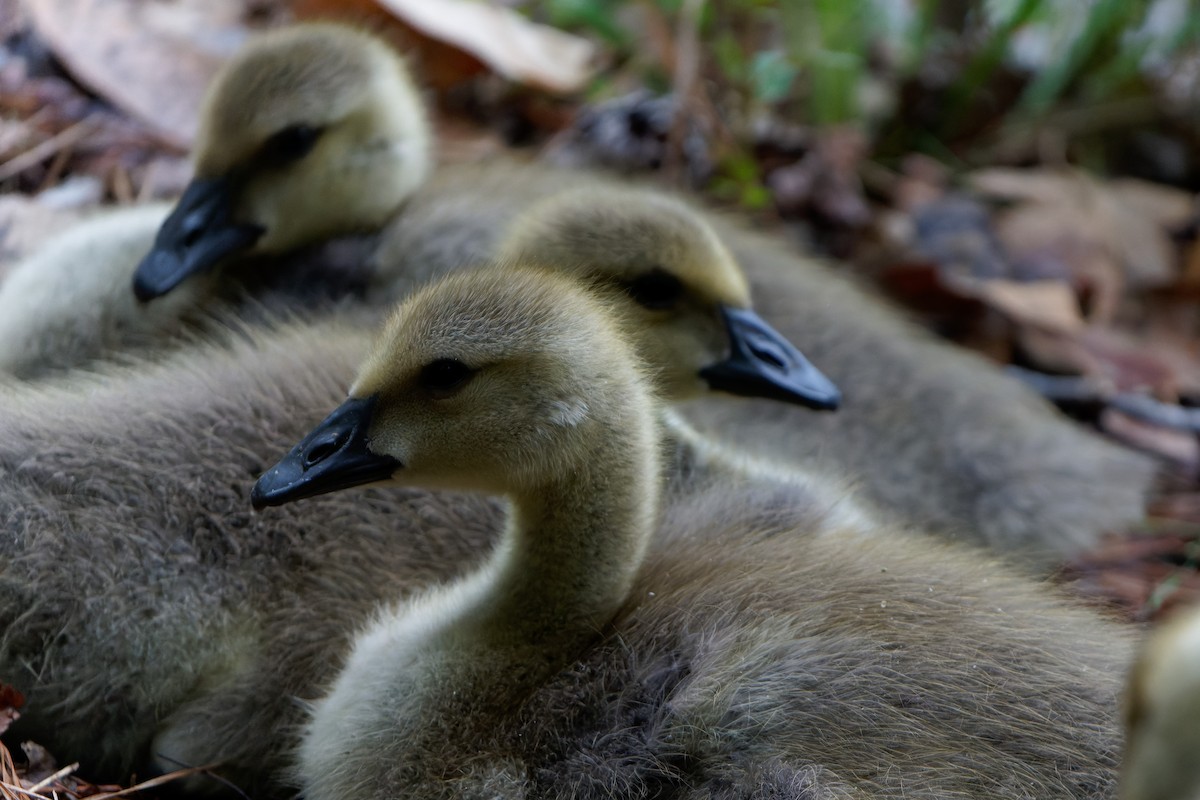 Canada Goose - chris contakos