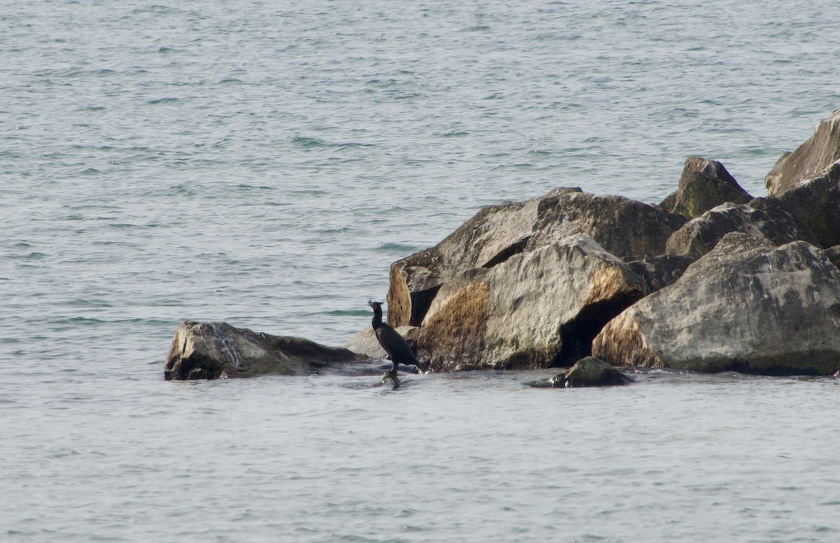 Double-crested Cormorant - Jerry Horak