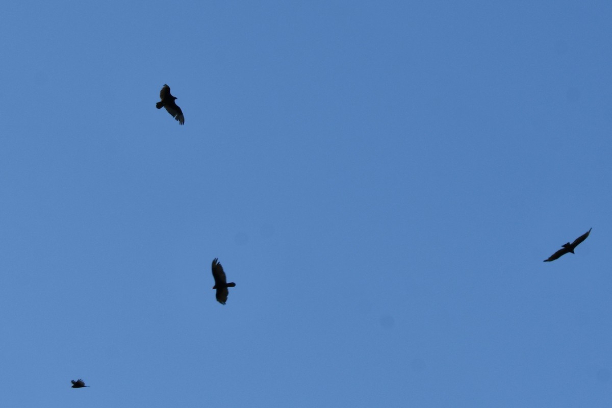 Turkey Vulture - Carmen Ricer