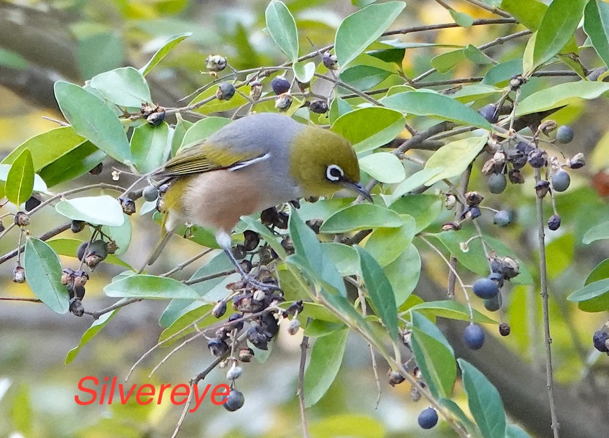 Silvereye - Norm Clayton