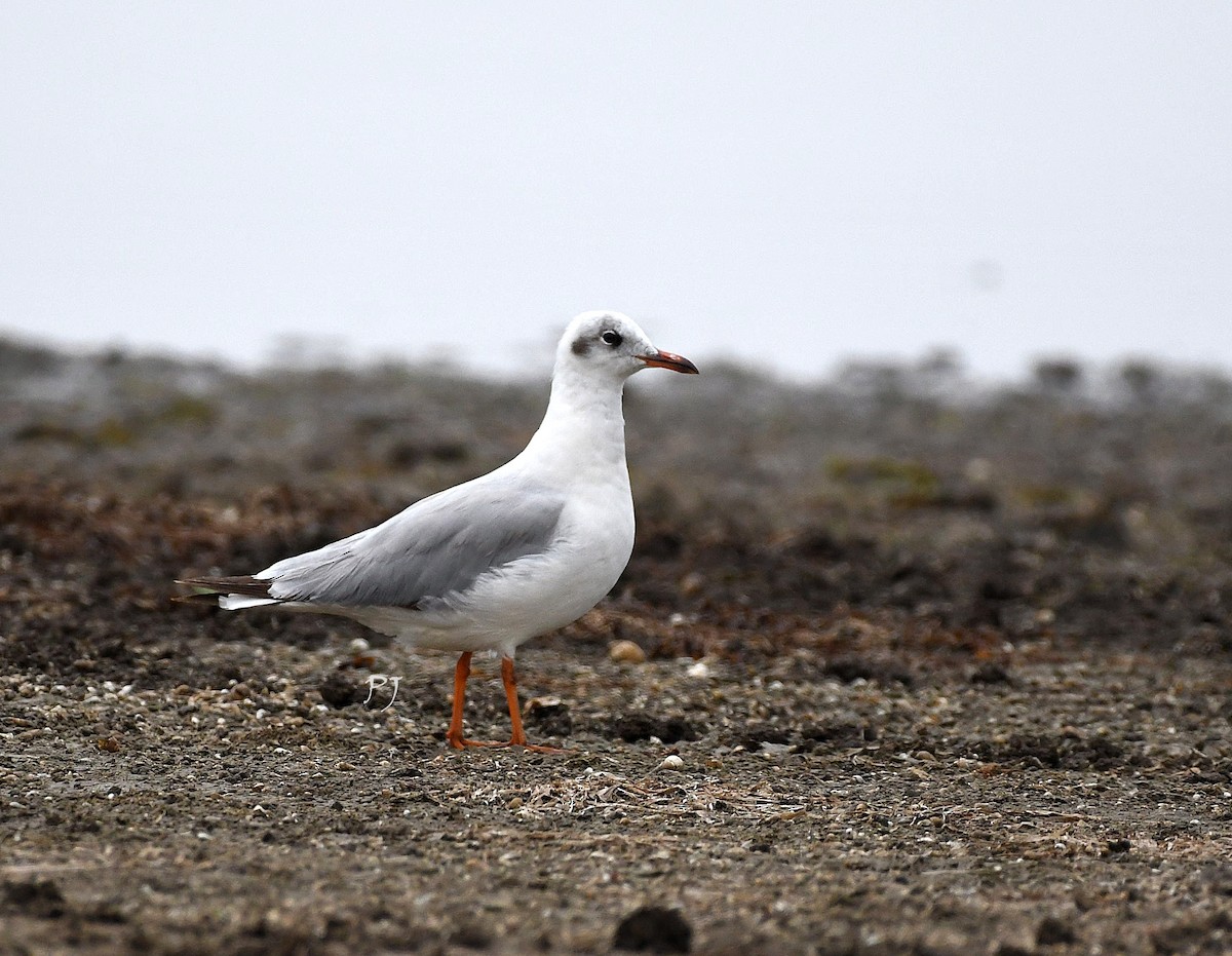 Mouette rieuse - ML619074785
