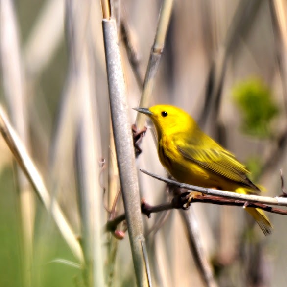 Yellow Warbler - Mary Murphy