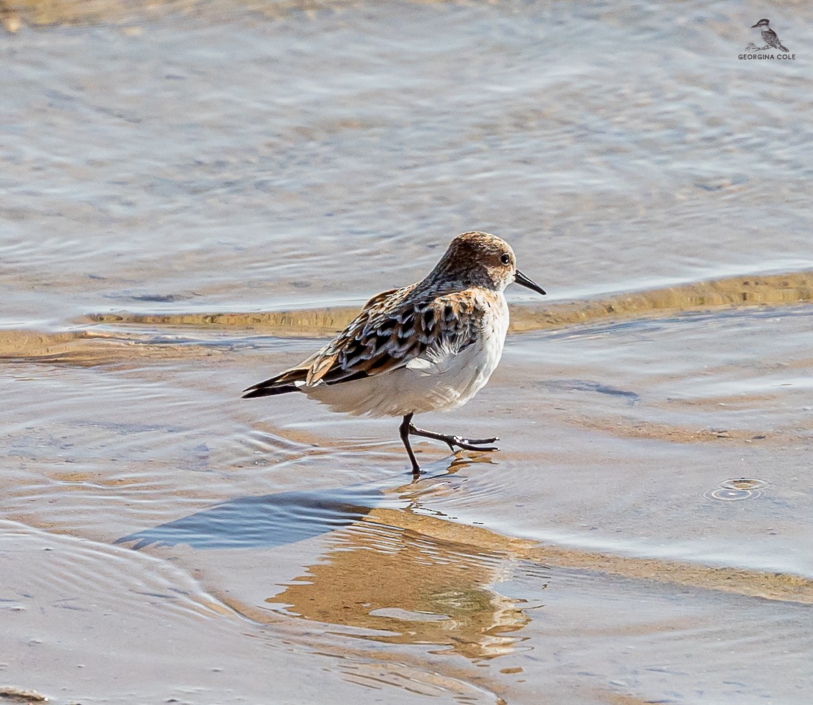 Little Stint - ML619074808