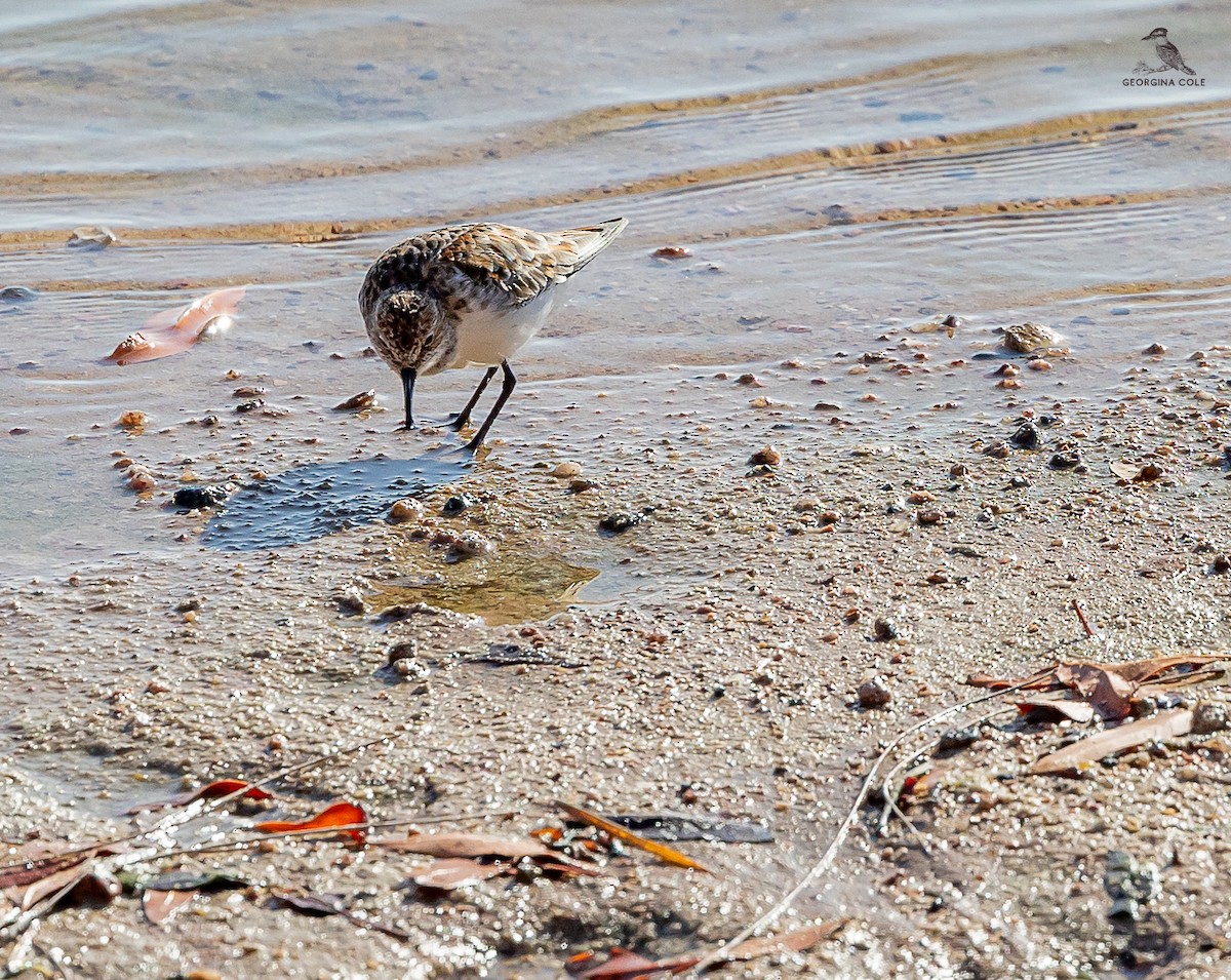 Little Stint - ML619074809