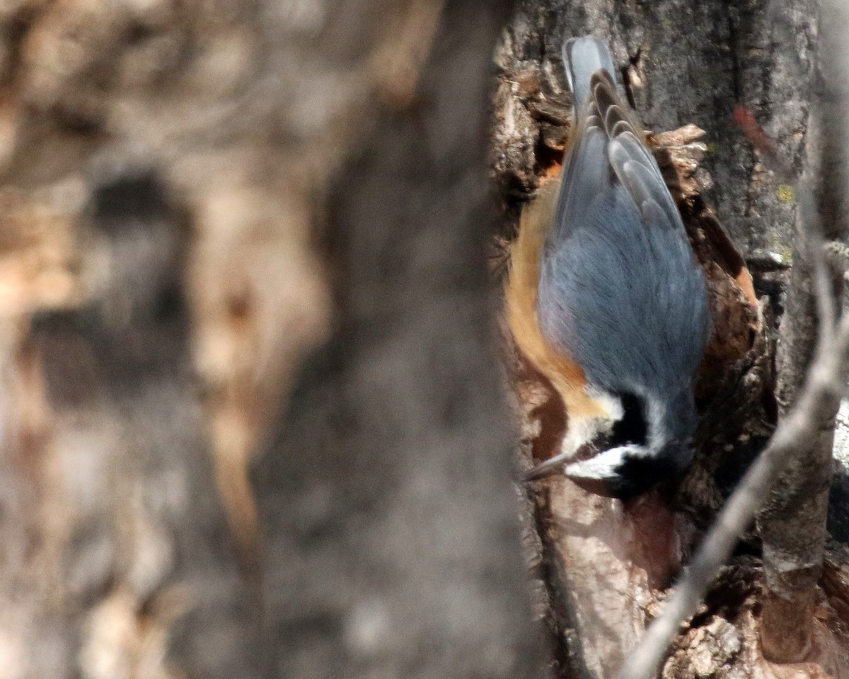 Red-breasted Nuthatch - Linda Scrima