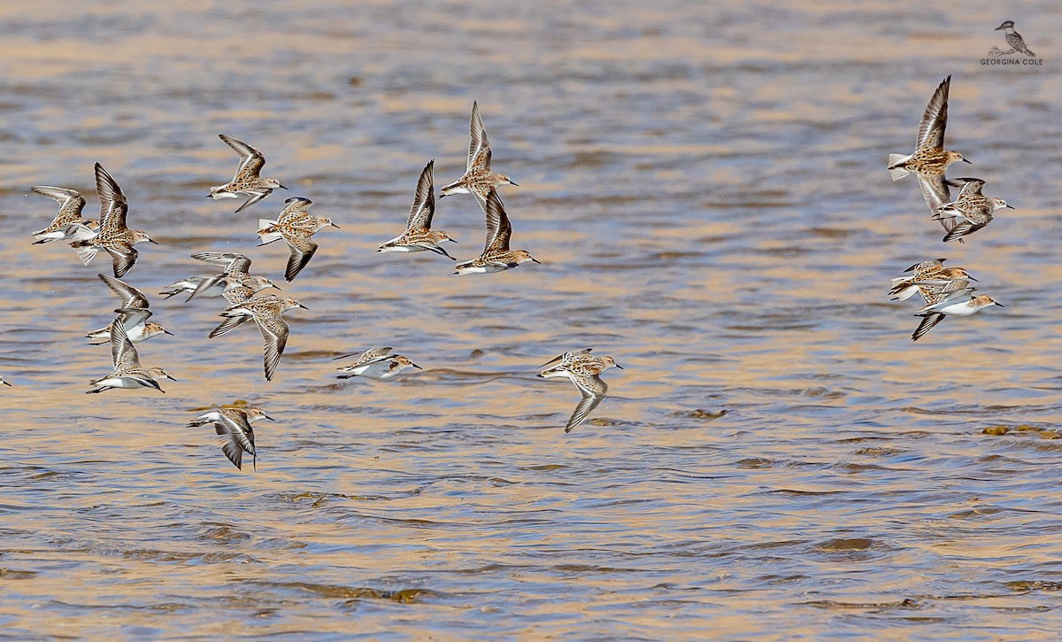 Little Stint - ML619074821