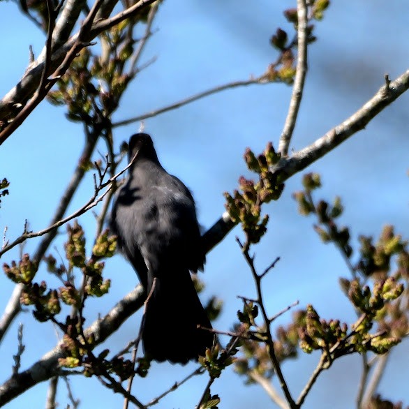 Gray Catbird - Mary Murphy