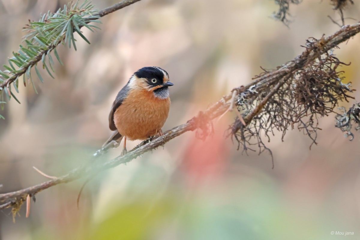 Black-browed Tit (Rufous-fronted) - Mou Jana