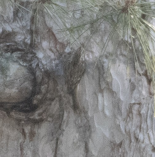 Eurasian Treecreeper - Ed Stubbs