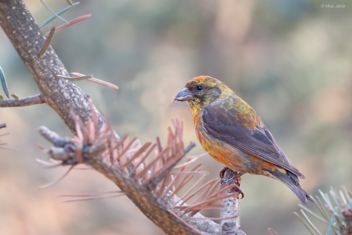 Red Crossbill - Mou Jana