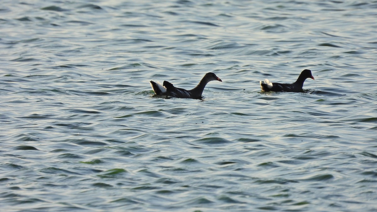 Common Gallinule - ML619074900