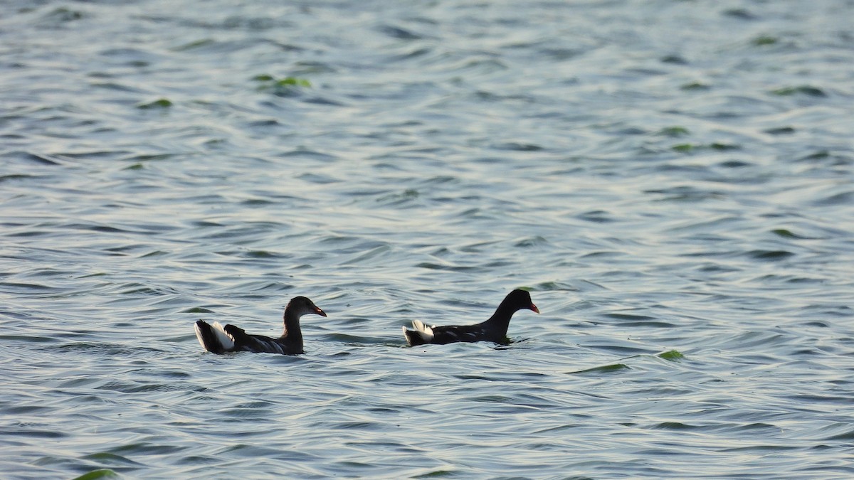 Common Gallinule - Hugo Valderrey