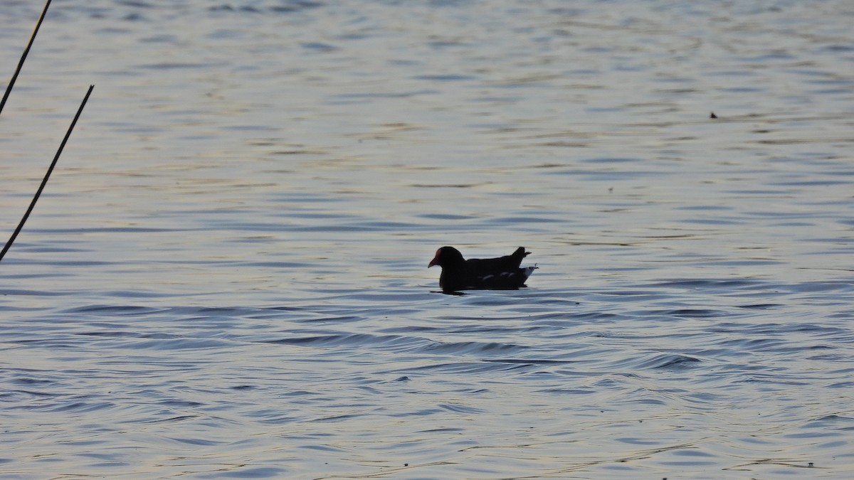 Common Gallinule - Hugo Valderrey