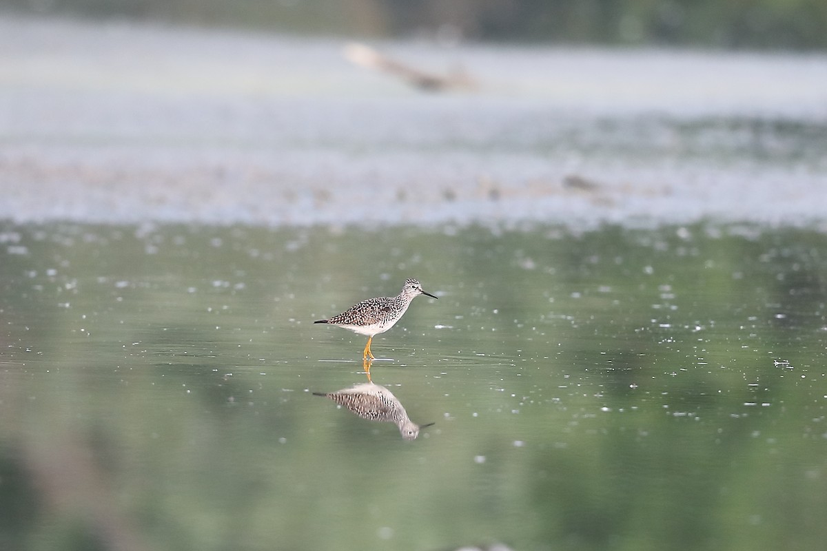 Lesser Yellowlegs - ML619074904