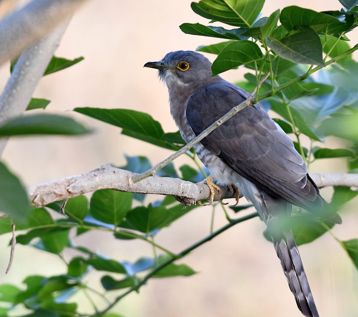 Common Hawk-Cuckoo - Praveen Joshi