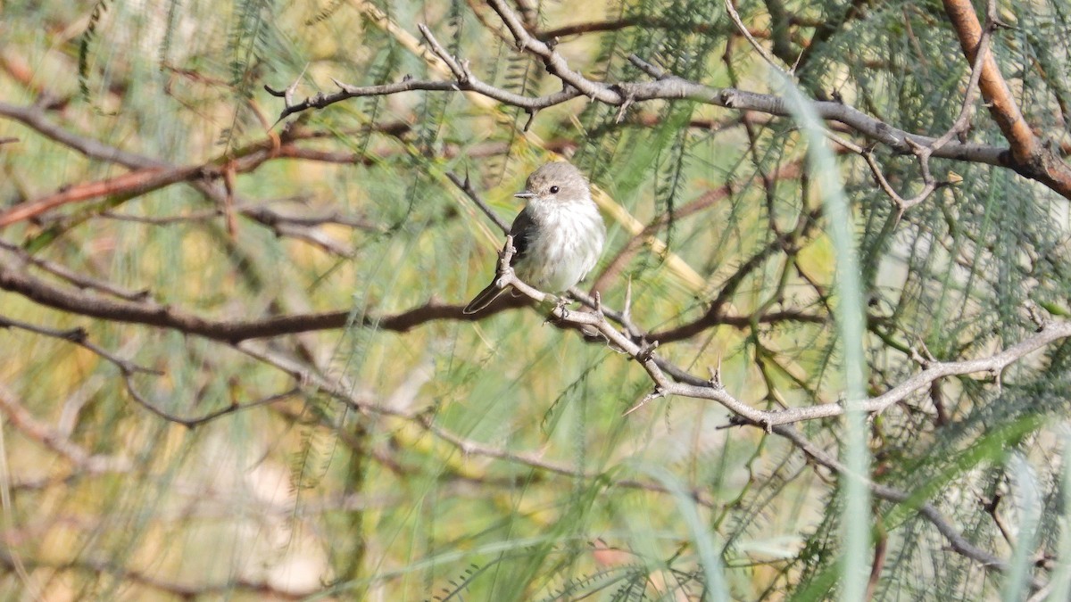 White-crested Tyrannulet (Sulphur-bellied) - Hugo Valderrey